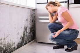 Professional Mold Removal & Remediation in South Barrington, IL